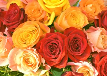 9 Best Types Of Roses To Grow In Your Garden