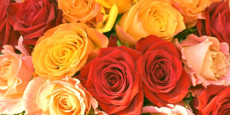 9 Best Types Of Roses To Grow In Your Garden