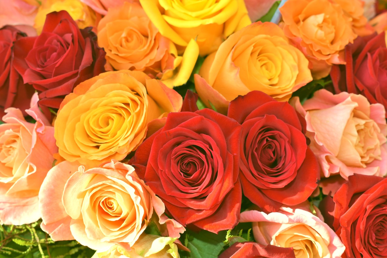 Best Types Of Roses