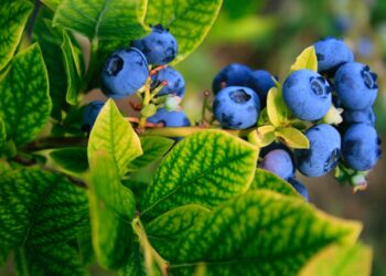 New Cascade Blueberry Bushes Perfect For 24/7 Hanging Baskets