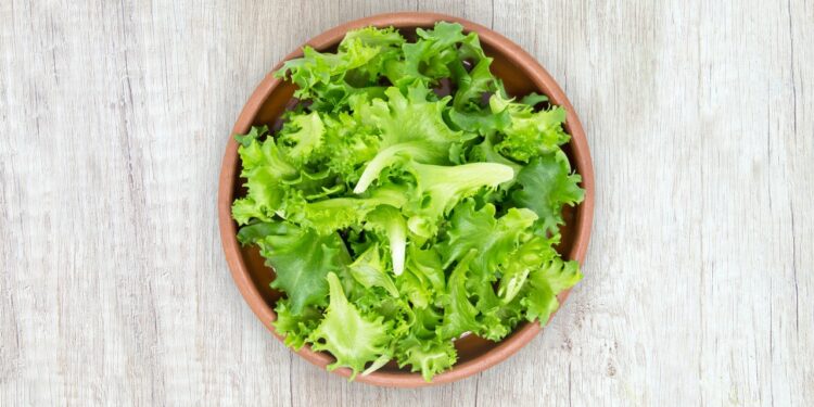 A Short Guide To Bolting Lettuce 5 Perfect Ways to safe
