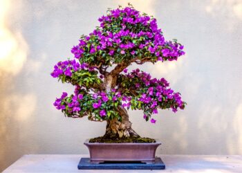 How To Plant Your Own Bonsai Tree With 5 Natural Elements