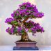 How To Plant Your Own Bonsai Tree With 5 Natural Elements Bonsai Tree How To Plant Your Own Bonsai Tree With 5 Natural Elements
