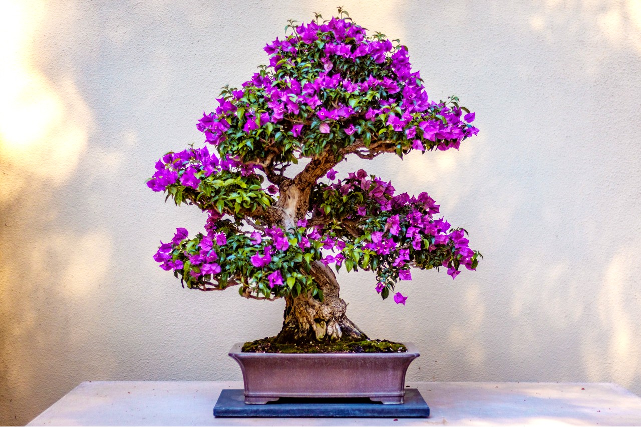 How To Plant Your Own Bonsai Tree With 5 Natural Elements Bonsai Tree Bonsai Tree