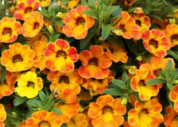 Superbells Lemon Slice Calibrachoa Blooms Amazing With 2 Endless Color