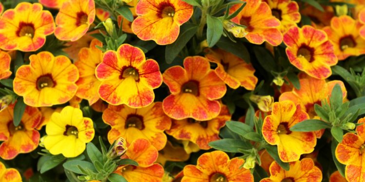 Superbells Lemon Slice Calibrachoa Blooms Amazing With 2 Endless Color