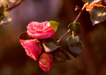 6 Surprising Facts About Camellias Flowers That Virtuous
