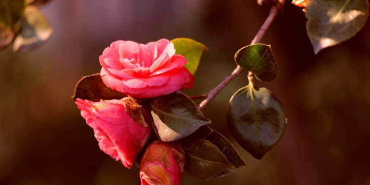 6 Surprising Facts About Camellias Flowers That Virtuous