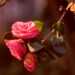 6 Surprising Facts About Camellias Flowers That Virtuous