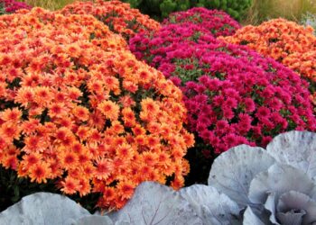 10 Mistakes to Avoid  Buying Fall Mums For Your Garden