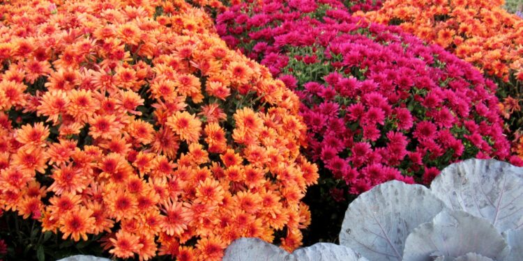 10 Mistakes to Avoid  Buying Fall Mums For Your Garden