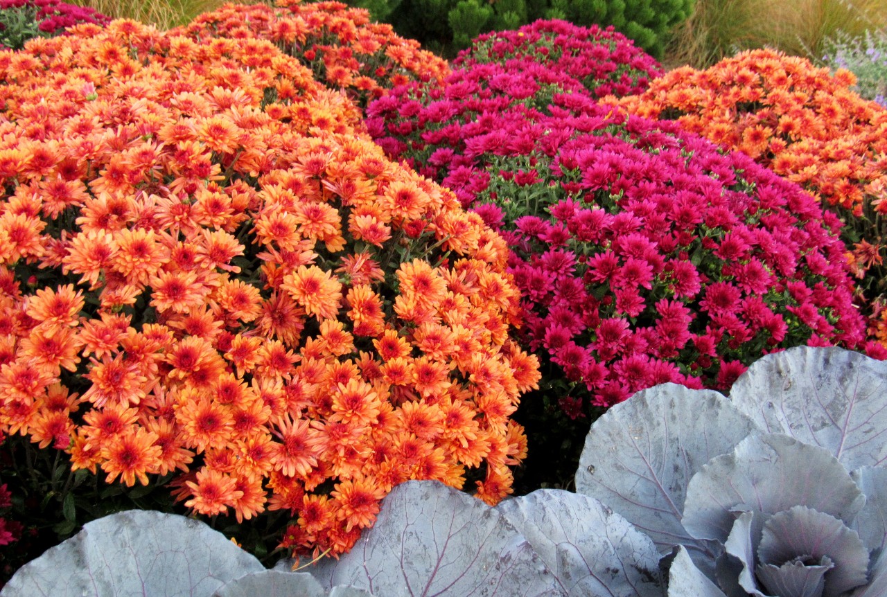 Fall Mums