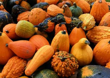 Top 10 Types of Gourds to Grow in Your Garden Right Now