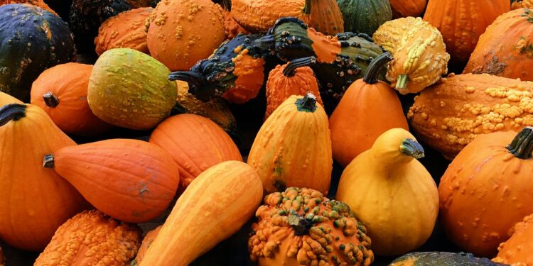 Top 10 Types of Gourds to Grow in Your Garden Right Now