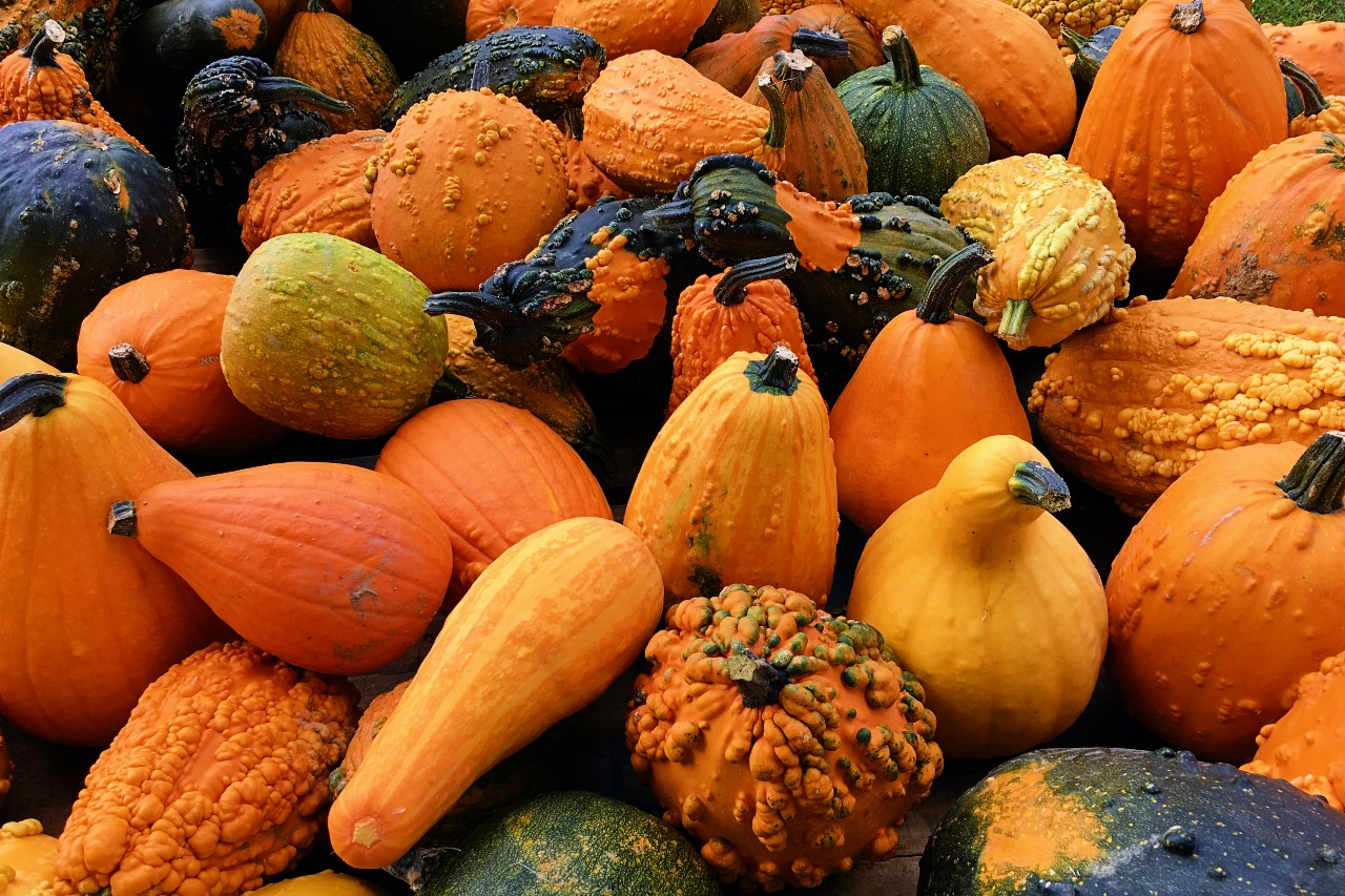 Gourds