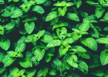 9 Ways To Harvest Basil That Will Make Your Life Comfortable