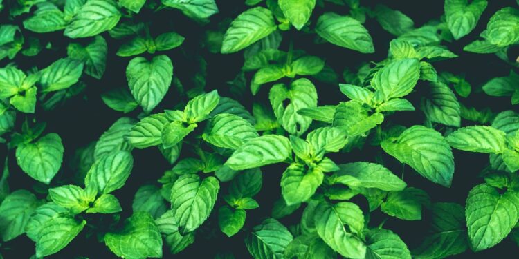 9 Ways To Harvest Basil That Will Make Your Life Comfortable