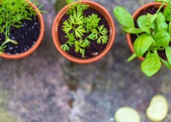 How to Grow Herbs Together Try  Amazing 5 Combination