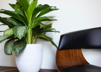 8 Best  Houseplants That Make Your Home Look Expensive