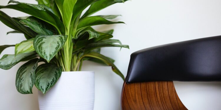 8 Best  Houseplants That Make Your Home Look Expensive