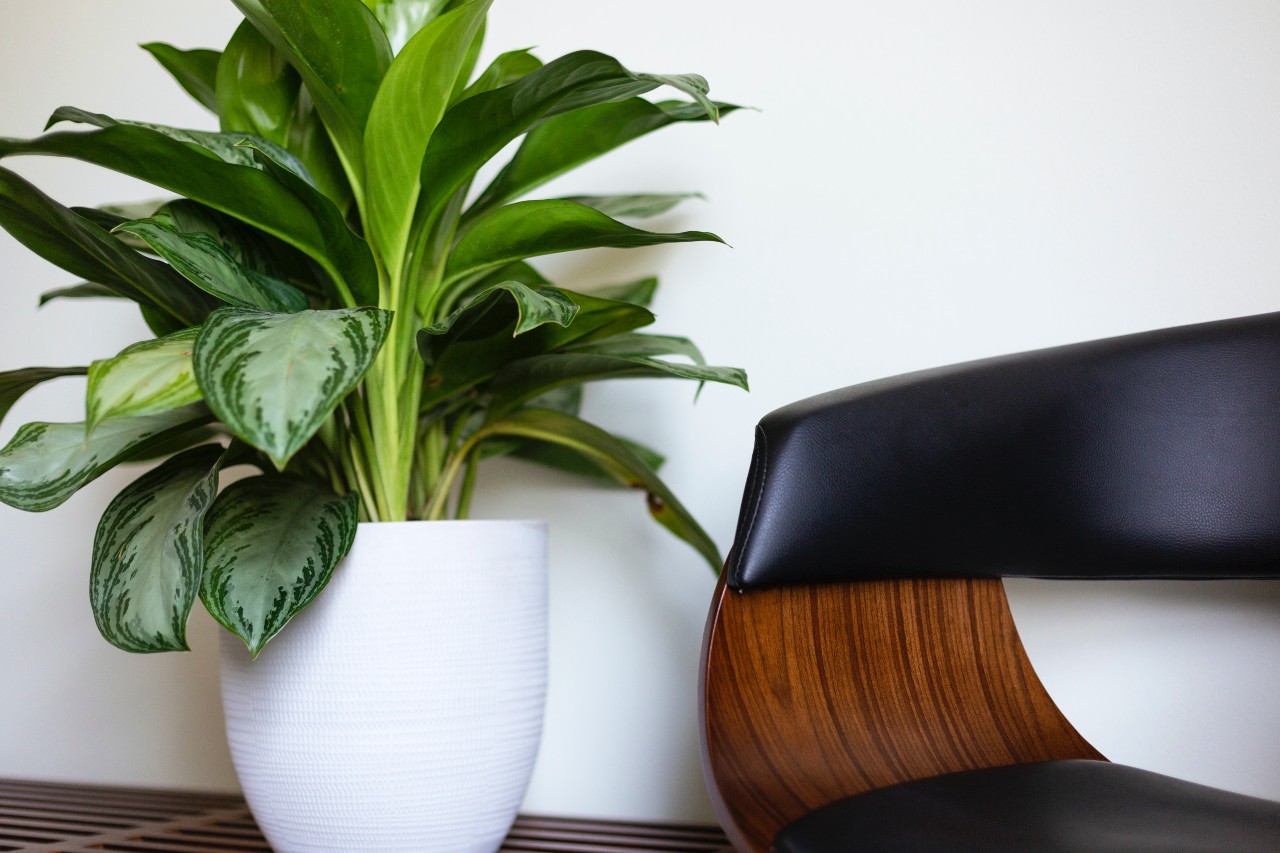 8 Best Houseplants That Make Your Home Look Expensive House Plant House Plant
