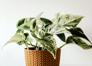 4 Easy Ways to Use Houseplants Outside In Containers and Gardens