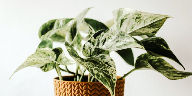 4 Easy Ways to Use Houseplants Outside In Containers and Gardens
