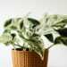 4 Easy Ways to Use Houseplants Outside In Containers and Gardens Houseplants Outside 4 Easy Ways to Use Houseplants Outside In Containers and Gardens