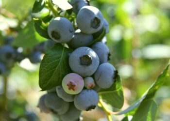 What Is A Huckleberry And 10 Easy Ways To Grow Them In Your Backyard