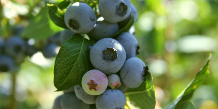 What Is A Huckleberry And 10 Easy Ways To Grow Them In Your Backyard