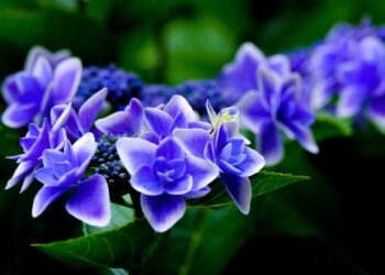 Top 10 Most Colorful Hybrid Hydrangeas & How to Care for Them