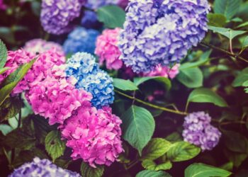 10  Variety Name  of Hydrangea Complete Guide