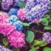 10  Variety Name  of Hydrangea Complete Guide