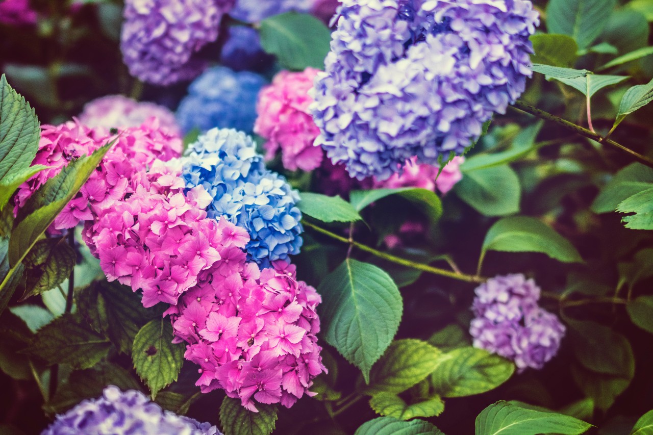 10 Variety Name of Hydrangea Complete Guide Hydrangea Hydrangea