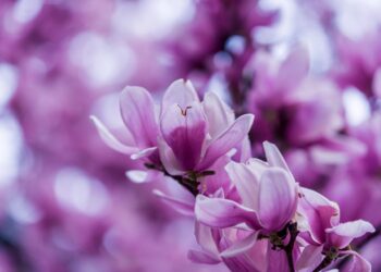 How To Growing Magnolia Trees from Seed With Amazing 5 technique