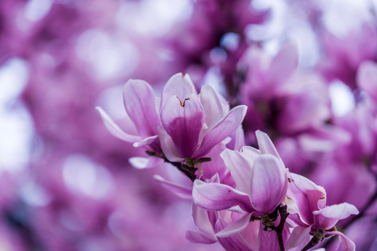 How To Growing Magnolia Trees from Seed With Amazing 5 technique Magnolia Magnolia