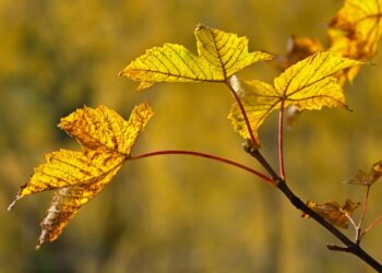 The 6 Best Maple Trees For Your Yard