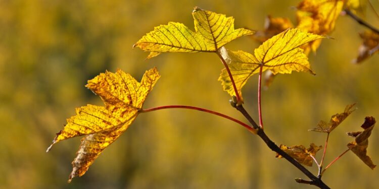 The 6 Best Maple Trees For Your Yard