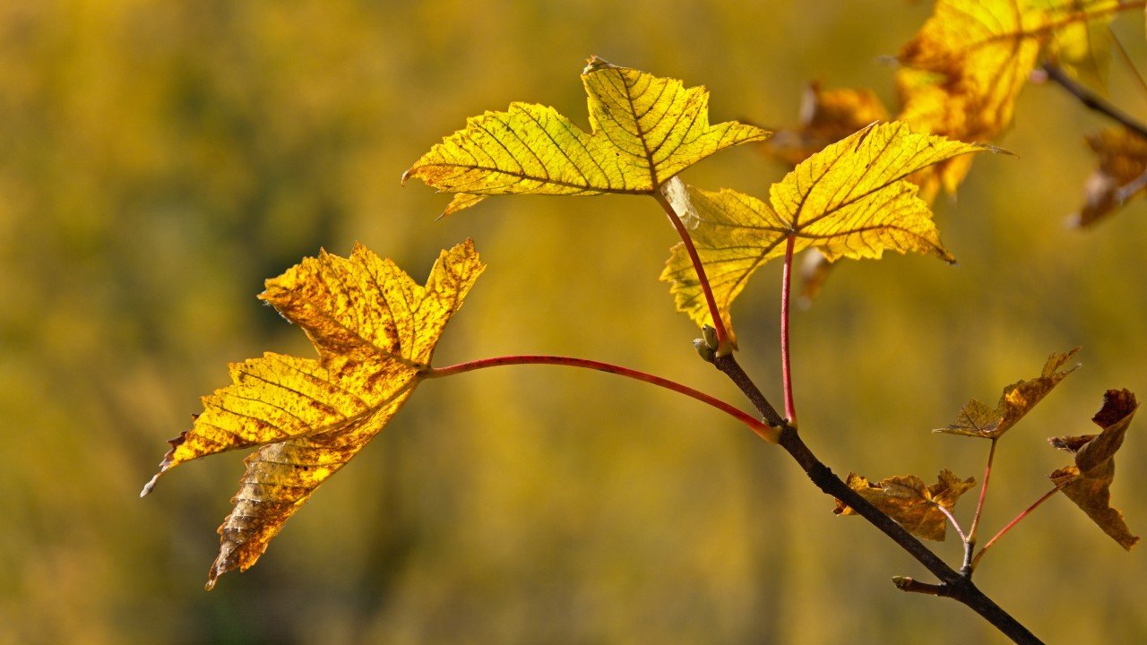 The 6 Best Maple Trees For Your Yard - Homdeck