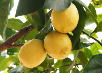 How To Grow A Meyer Lemon Tree From Seed 5 Easy step
