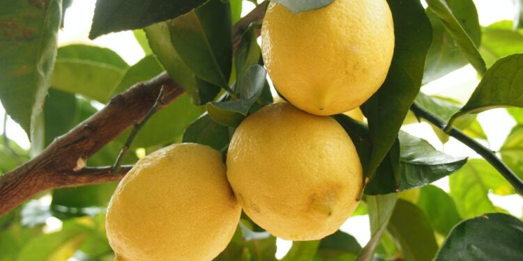 How To Grow A Meyer Lemon Tree From Seed 5 Easy step