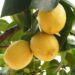 How To Grow A Meyer Lemon Tree From Seed 5 Easy step