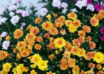 5 New Mum Varieties to Grow in Your Garden For Graceful Look