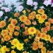 5 New Mum Varieties to Grow in Your Garden For Graceful Look