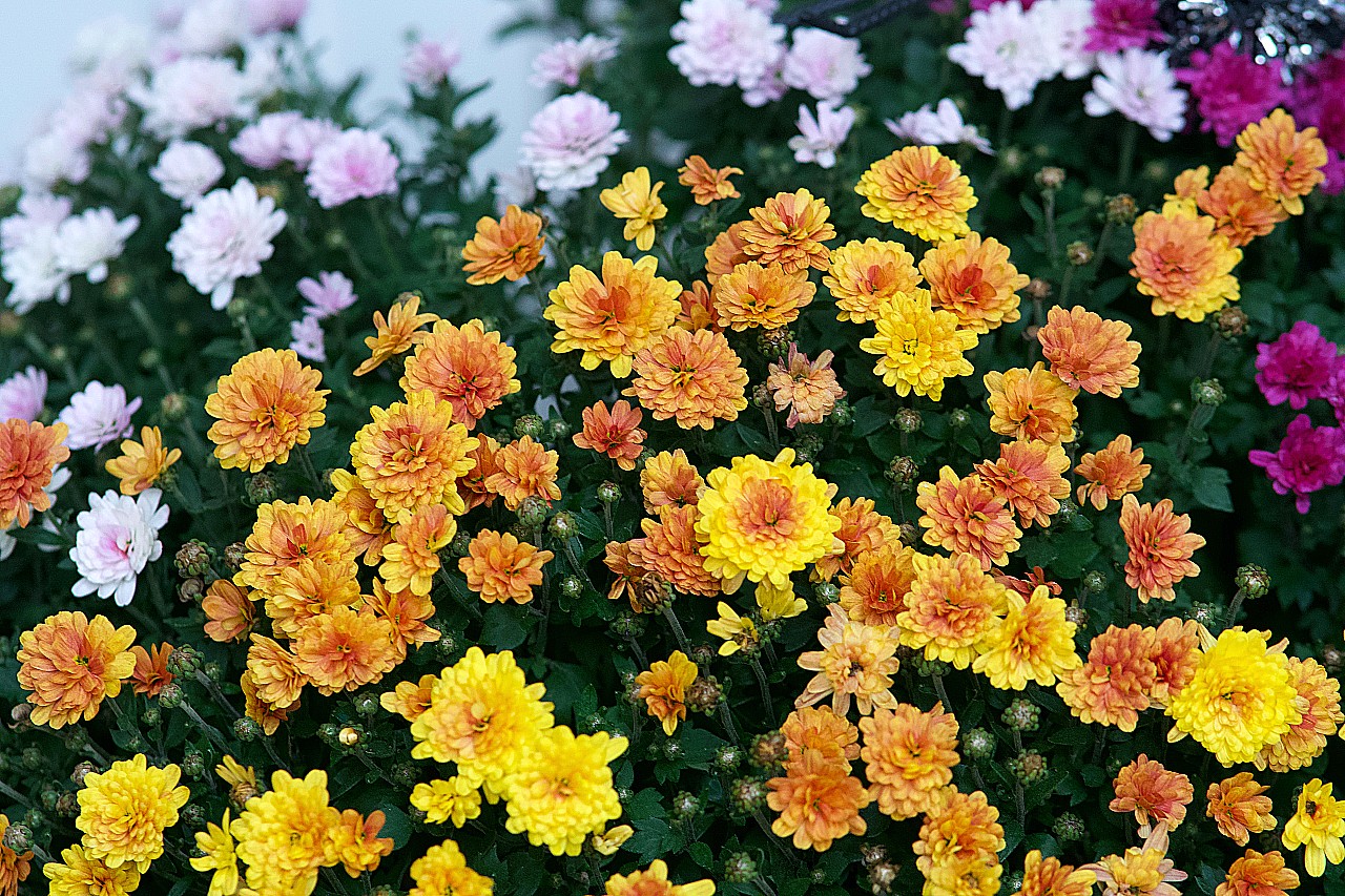 Mum Varieties