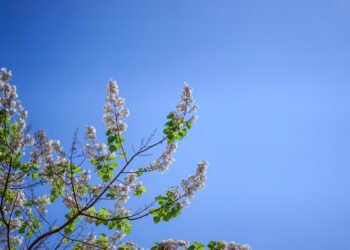 Never Plant An Empress Tree 5 Reason To Avoid