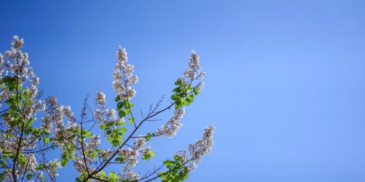 Never Plant An Empress Tree 5 Reason To Avoid