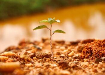 How To Plant A New Tree In Your Yard: 10 Easy Simple Steps