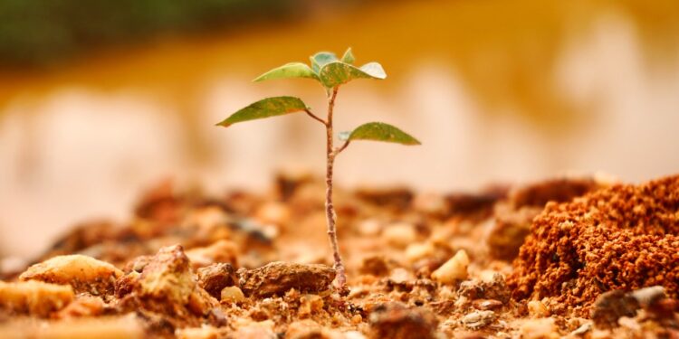 How To Plant A New Tree In Your Yard: 10 Easy Simple Steps