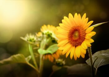 Top 3 House Plants With  Natural Lighting To Make Your Space Look, Greener